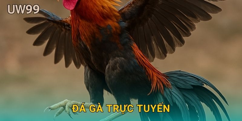 Đá gà trực tuyến sống động – Đỉnh cao giải trí tại uw99