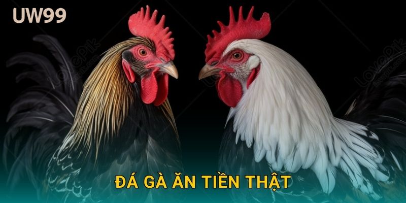 Đá gà ăn tiền thật – Cơ hội thắng thưởng khủng tại uw99