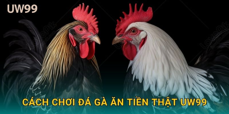 Cách chơi Đá gà ăn tiền thật uw99