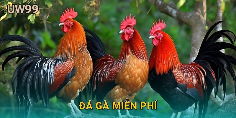 Đá gà miễn phí – Trải nghiệm giải trí không rủi ro tại uw99