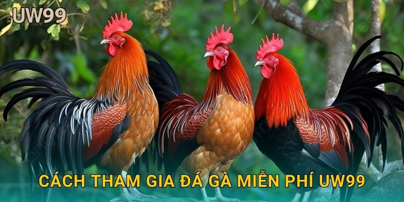 Đá gà miễn phí – Trải nghiệm giải trí không rủi ro tại uw99 2 Cách tham gia Đá gà miễn phí uw99