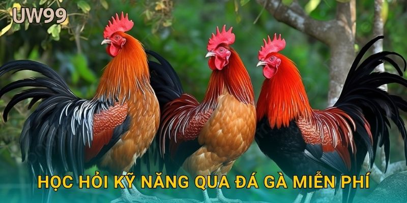 Đá gà miễn phí – Trải nghiệm giải trí không rủi ro tại uw99 3 Học hỏi kỹ năng qua Đá gà miễn phí