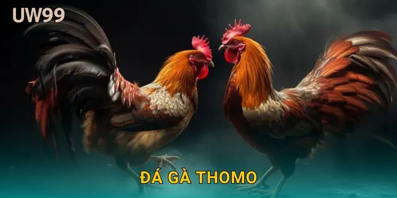 Đá gà Thomo đỉnh cao – Hấp dẫn bất tận tại uw99