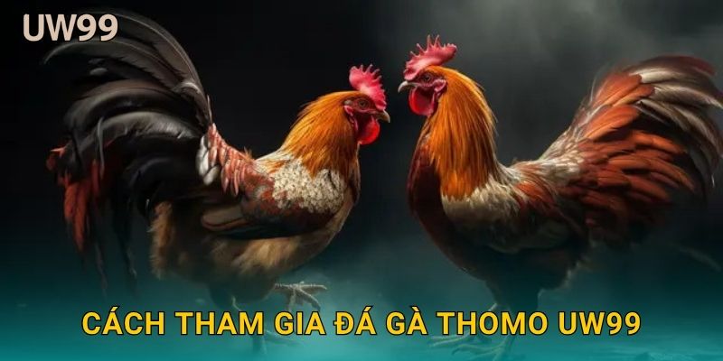 Cách tham gia Đá gà Thomo uw99