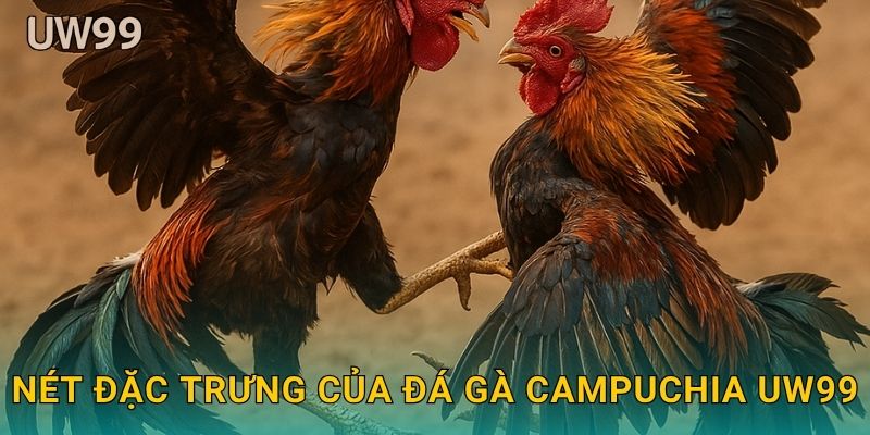 Nét đặc trưng của Đá gà Campuchia uw99