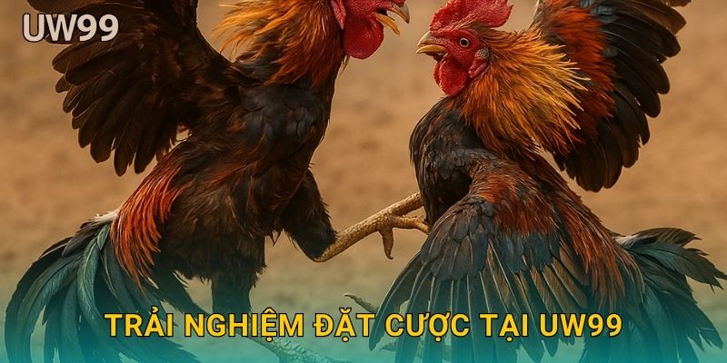 Trải nghiệm đặt cược tại uw99
