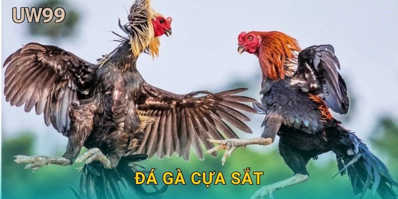 Đá gà cựa sắt tinh nhuệ – Cuộc đấu tốc độ cao tại uw99