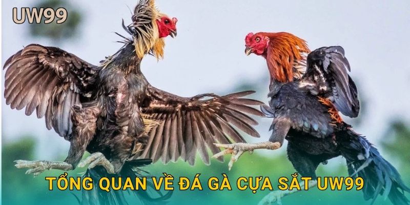 Tổng quan về Đá gà cựa sắt uw99