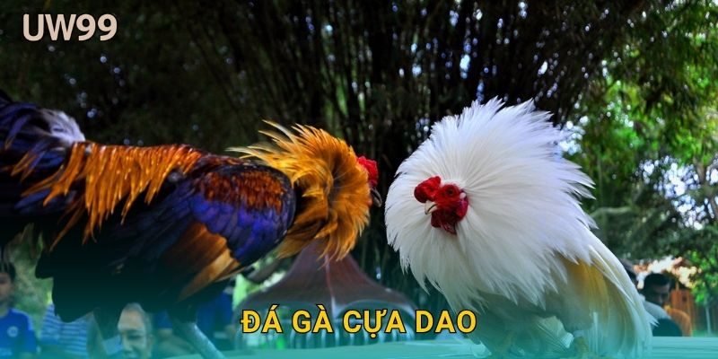 Đá gà cựa dao: Cuộc đấu khốc liệt và chính xác tại uw99