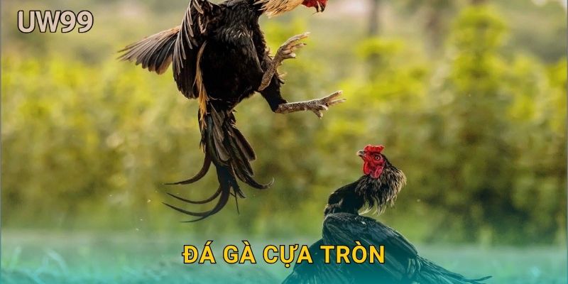 Đá gà cựa tròn tinh tế – Thể hiện kỹ năng thượng thừa tại uw99