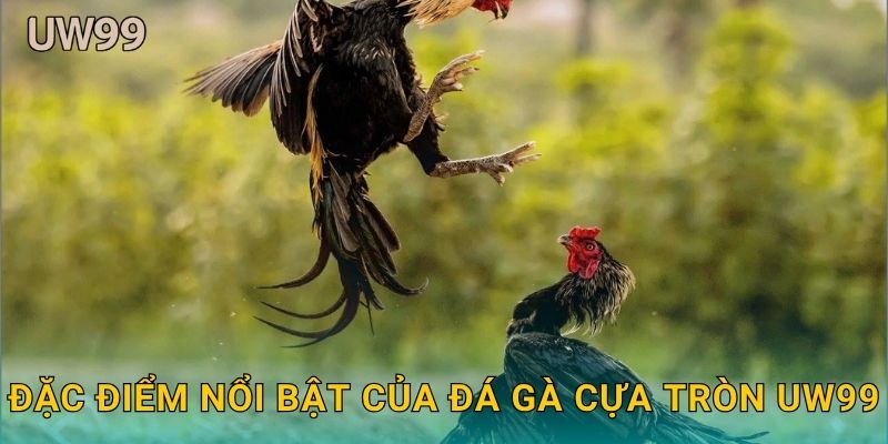 Đặc điểm nổi bật của Đá gà cựa tròn uw99