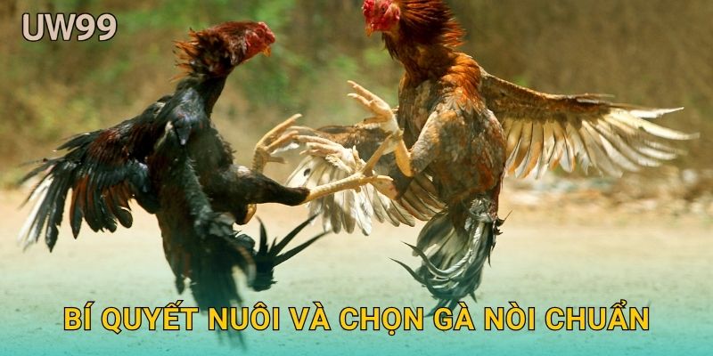 Bí quyết nuôi và chọn gà nòi chuẩn