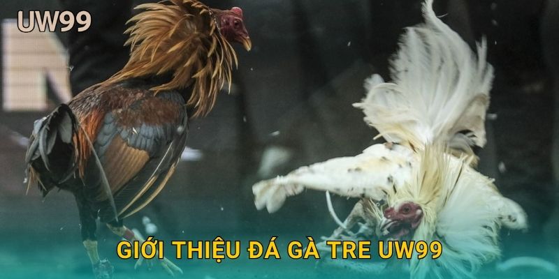 Giới thiệu Đá gà tre uw99