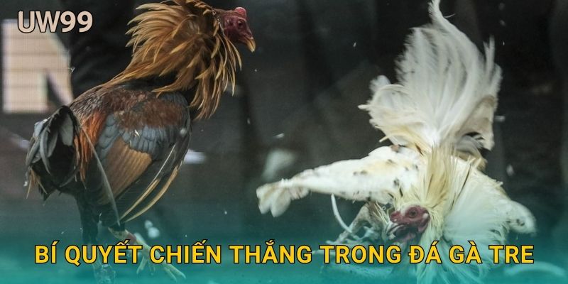 Bí quyết chiến thắng trong Đá gà tre