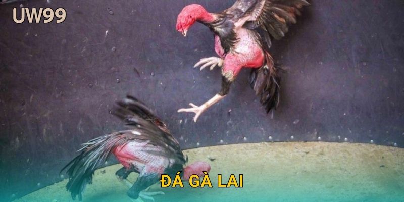 Đá gà lai hiện đại – Sức mạnh lai tạo vượt trội tại uw99
