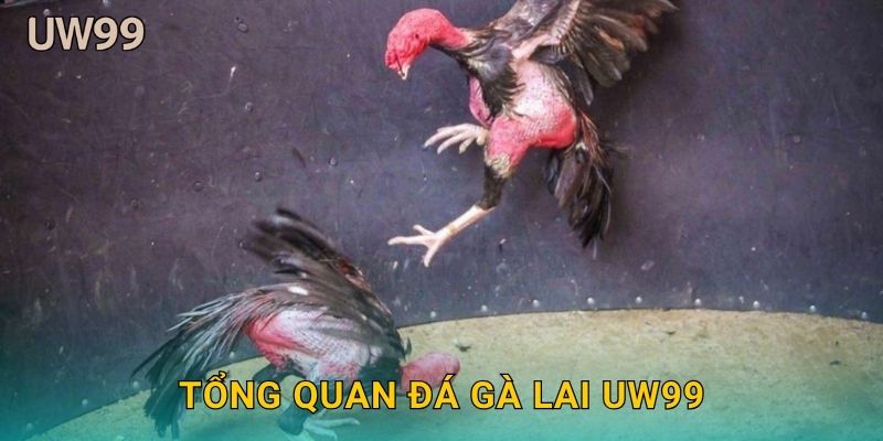 Tổng quan Đá gà lai uw99