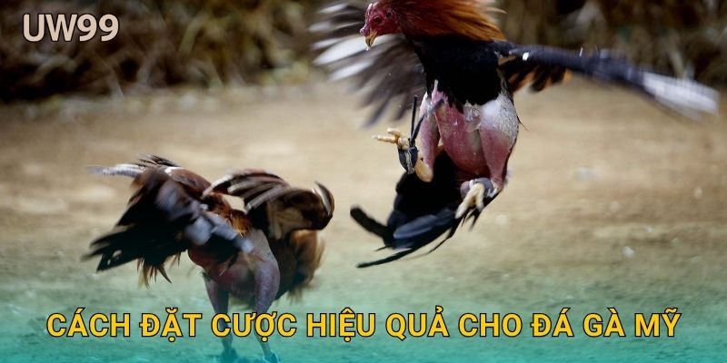 Cách đặt cược hiệu quả cho Đá gà Mỹ
