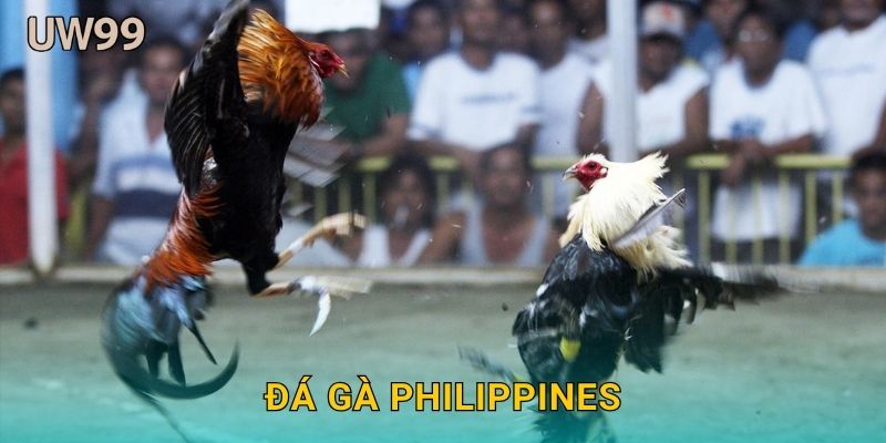Đá gà Philippines: Truyền thống và sức hút hiện đại tại uw99