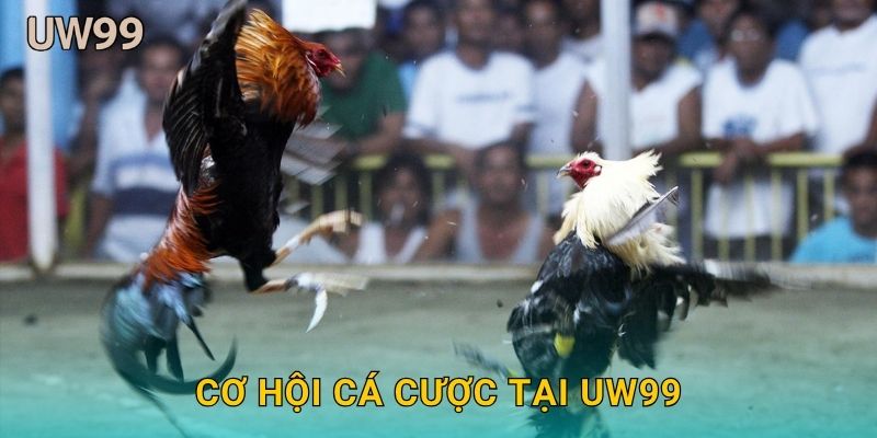 Cơ hội cá cược tại uw99