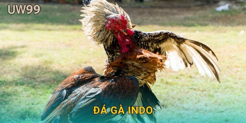 Đá gà Indo tốc độ – Phong cách chiến lược mới tại uw99