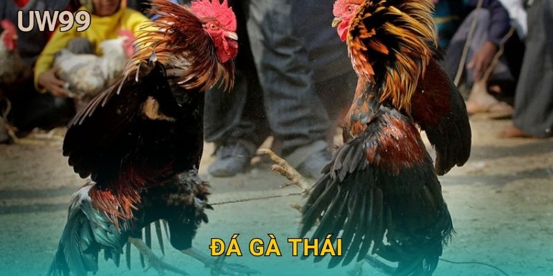 Đá gà Thái dẻo dai – Nghệ thuật chiến đấu tinh tế tại uw99