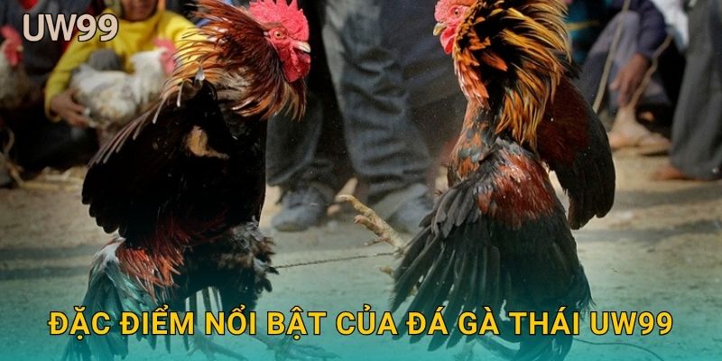 Đặc điểm nổi bật của Đá gà Thái uw99