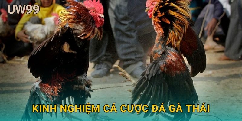 Kinh nghiệm cá cược Đá gà Thái