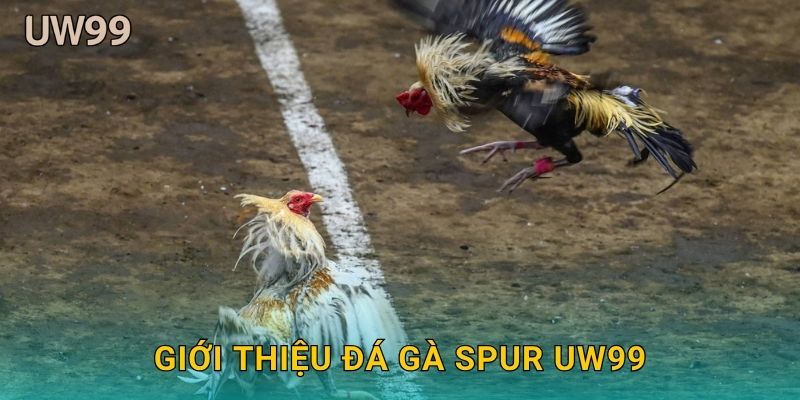Đá gà spur kỹ thuật – Đấu trường chuẩn quốc tế tại uw99 2 Giới thiệu Đá gà spur uw99