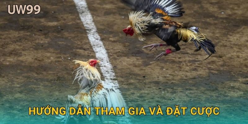 Đá gà spur kỹ thuật – Đấu trường chuẩn quốc tế tại uw99 3 Hướng dẫn tham gia và đặt cược