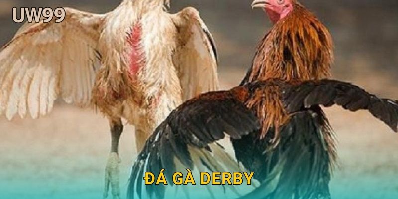 Đá gà derby sôi động – Giải đấu danh giá tại uw99