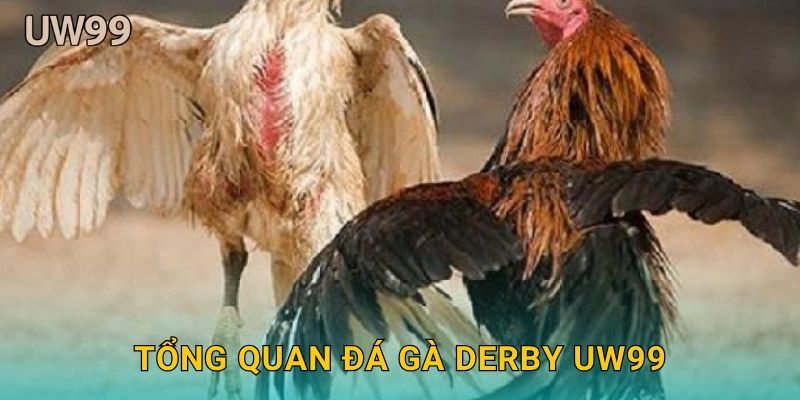 Tổng quan Đá gà derby uw99