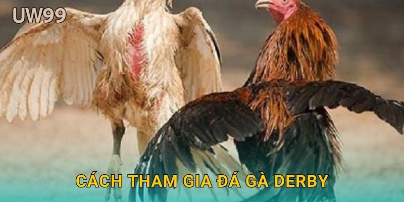 Cách tham gia Đá gà derby